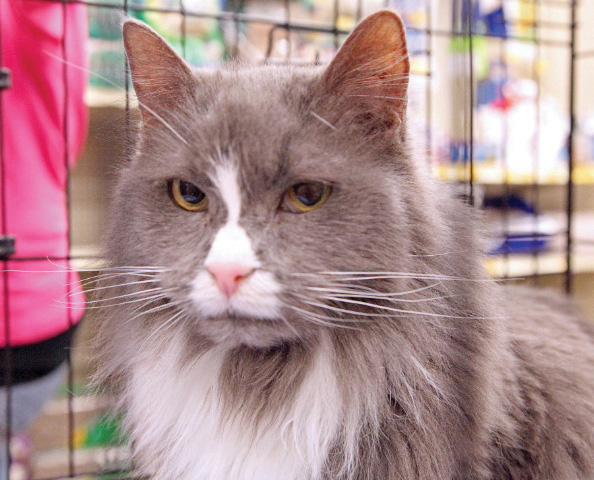 Someone to love: Brigit